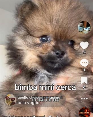 Spitz femmina mini mini