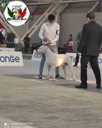 Cuccioli di Dogo argentino