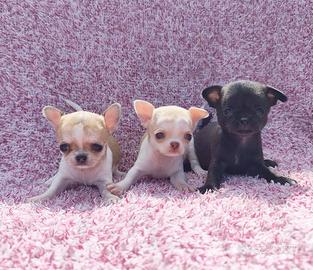 Cuccioli di chihuahua taglia mini
