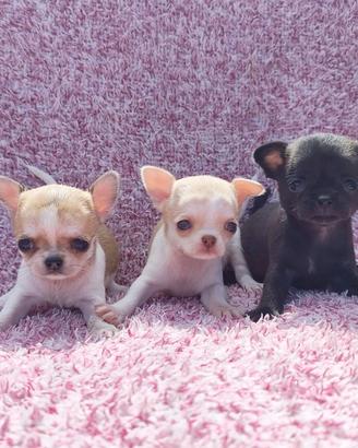 Cuccioli di chihuahua taglia mini