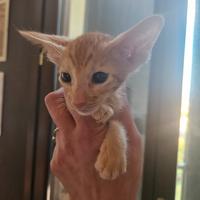 Gatti orientali