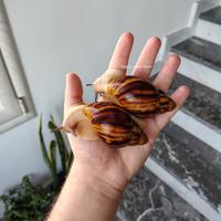 Chiocciole / lumache giganti africane / esotiche