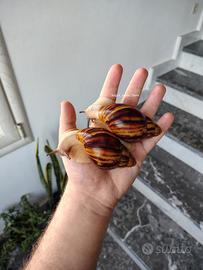 Chiocciole / lumache giganti africane / esotiche