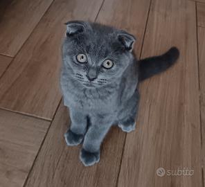 Animali