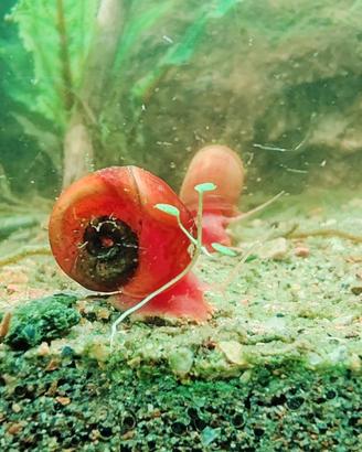 Lumache acqua dolce - Planorbella duryi