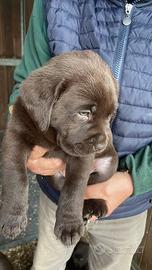 Labrador marroni con pedigree