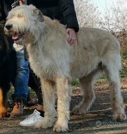 Irish Wolfhound (levriero irlandese) per monta