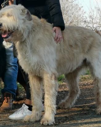 Irish Wolfhound (levriero irlandese) per monta