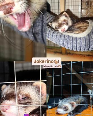 Furetto