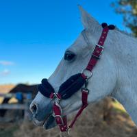 Pony