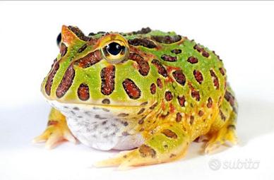 Rana Pacman verde