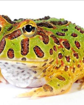 Rana Pacman verde