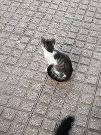 Gattini nero e grigio