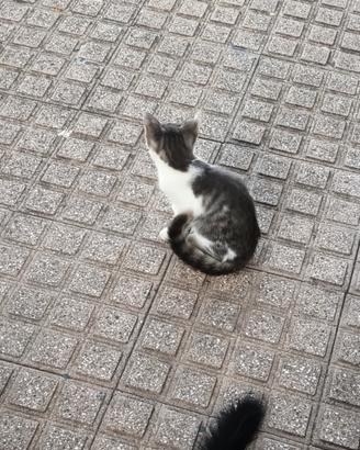 Gattini nero e grigio