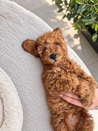 Barboncino toy red - 3 mesi