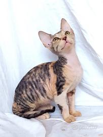 Gattini don sphynx 3m vari colori
