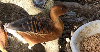 Anatra dendrocigno fulvo