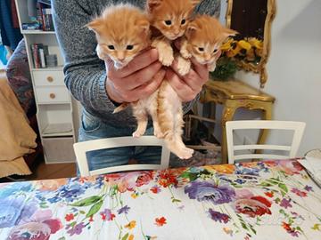 Gattini maschi Maine coon