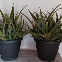 pianta aloe vera