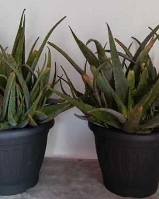 pianta aloe vera