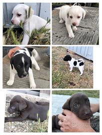 Cuccioli meticci