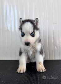 Siberian Husky con pedigree enci