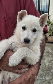 Cuccioli pastore svizzero