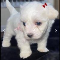 Bellissimi cuccioli maltesi (maschio e femmina)