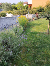 Sfalcio erba - Giardiniere