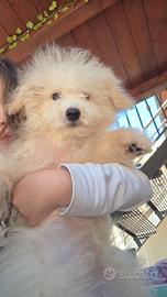 Maltipoo