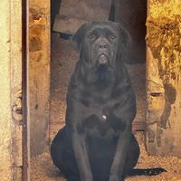 Cane Corso