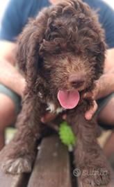 Cuccioli di Lagotto Romagnolo da tartufi