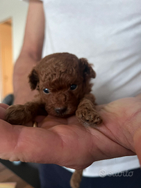 Barboncino take up con pedigree enci