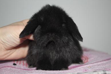Ultimi cuccioli di coniglio minilop