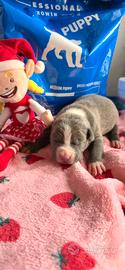 American pitbull terrier