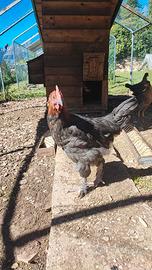 Gallo Marans