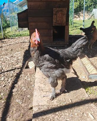 Gallo Marans