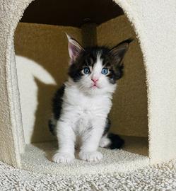 Piccoli Maine Coon