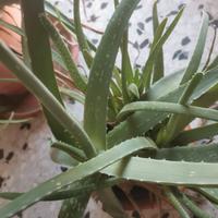 Piantina di Aloe