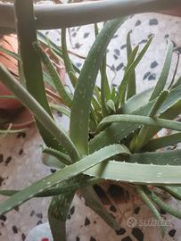 Piantina di Aloe