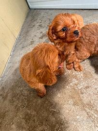 Cuccioli di cavapoo red