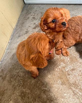 Cuccioli di cavapoo red