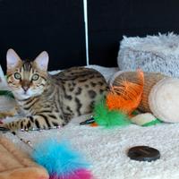 Splendido gatto Bengala molto tipico