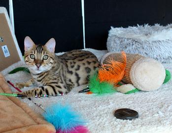 Splendido gatto Bengala molto tipico