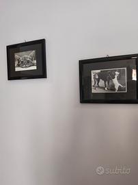 Foto di gatti