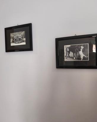Foto di gatti