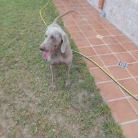 Weimaraner