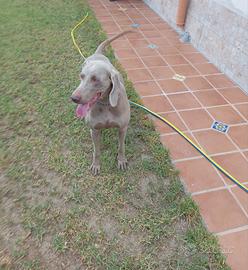 Weimaraner