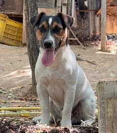 Jack Russell