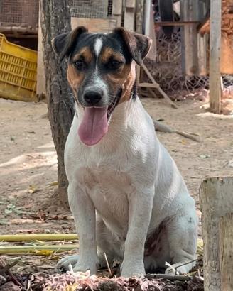 Jack Russell